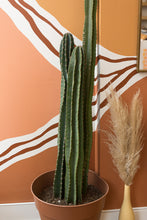 Load image into Gallery viewer, big cactus