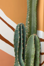Load image into Gallery viewer, big cactus