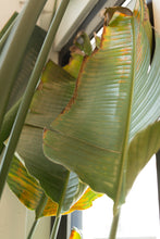 Load image into Gallery viewer, bird of paradise