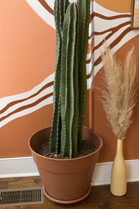 big cactus