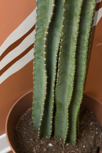 big cactus