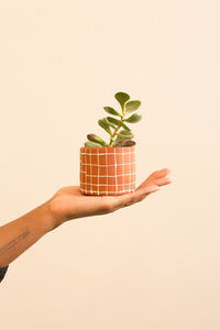 grid planter small